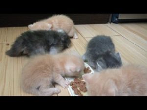 Прикорм котенка 1 месяц