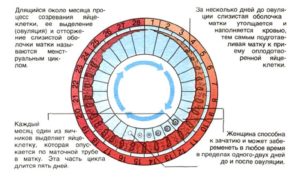 Через сколько дней должны начаться месячные после овуляции