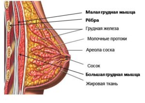 От чего зависит размер грудных желез у женщин