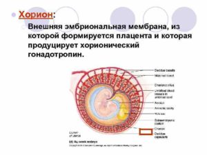 Во сколько недель формируется плацента при беременности