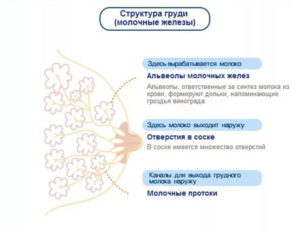 До какой недели болит грудь