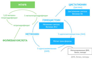 Норма гомоцистеин при планировании