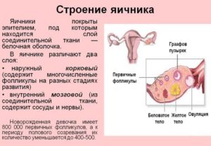 При климаксе размеры матки