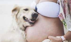 Чувствуют ли собаки беременность хозяйки
