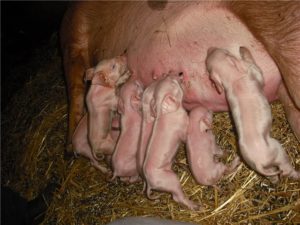 Период беременности у свиней