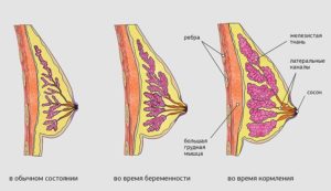 Сколько при беременности болит грудь