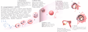 В течение какого времени происходит оплодотворение после зачатия