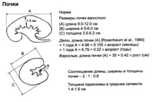 Норма размеров лоханки почек