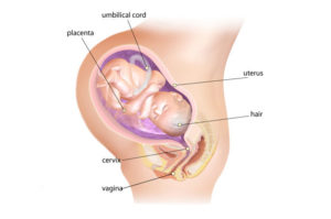 Тонус матки при беременности на 37 неделе беременности