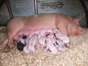 Период беременности у свиней