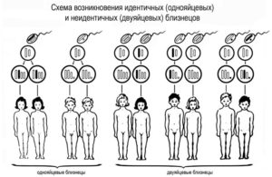 Когда эмбрион делится на близнецов