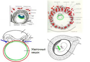 Желточный мешок что это