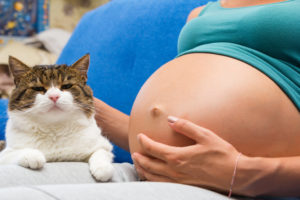 Почему беременным нельзя кошек