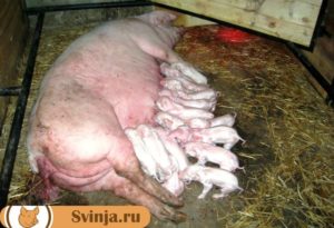 Сколько рожает поросят свинья