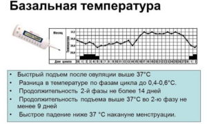 Не поднимается базальная температура