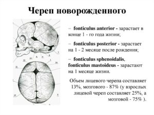 Строение черепа новорожденного по месяцам