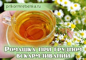 Ромашка при грудном вскармливании