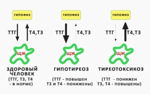 Т4 свободный понижен что это значит у женщин