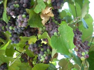Можно ли виноград кормящей маме в первый месяц