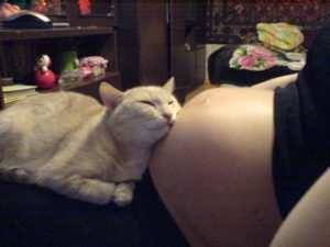 Можно ли лежать кошке на животе у беременной