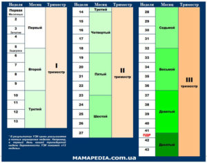 Что такое триместры при беременности