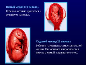 Плод очень активно двигается