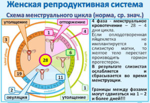 Цикл больше 35 дней почему