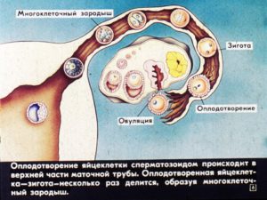 Какие могут быть ощущения при оплодотворении яйцеклетки