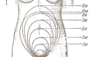 На каком сроке матка поднимается