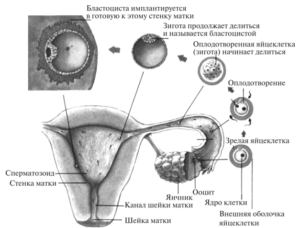 Сколько времени оплодотворенная яйцеклетка движется к матке симптомы