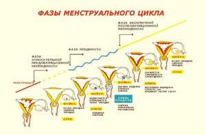 Матка какая на ощупь