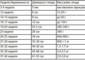 6 7 недель это сколько месяцев беременности