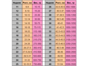 Вес и рост ребенка в 27 недель беременности