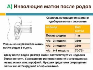 Размер матки после родов через 2 недели