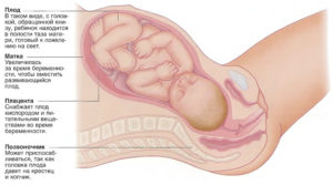 Как ребенок лежит в животе перед родами