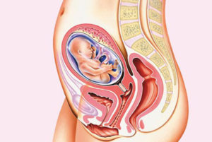 Беременность 20 неделя расположение ребенка в матке