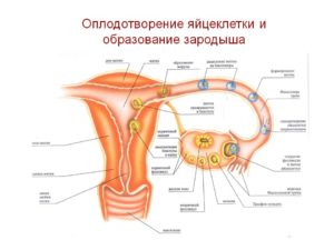 Какие ощущения при оплодотворении яйцеклетки у женщины