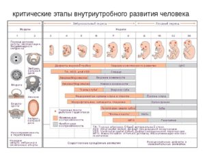 Какие опасные сроки при беременности