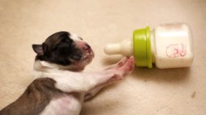 Собака перестала кормить щенков что делать с молоком