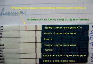 Через сколько после укола хгч наступает овуляция после