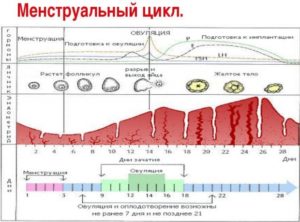 Когда овуляция после родов