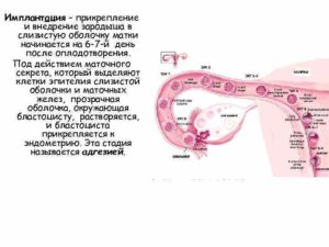 Сколько дней эмбрион прикрепляется к матке при эко