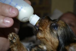 Собака перестала кормить щенков что делать с молоком