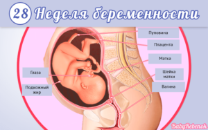 Ребенок на 28 неделе беременности как должен лежать