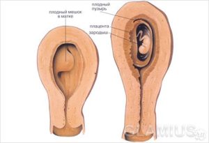 На какой неделе беременности эмбрион прикрепляется к матке