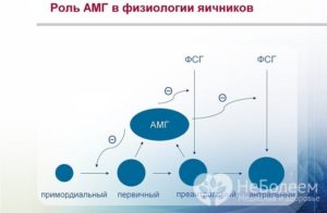 Амг гормон как поднять