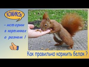 Чем нельзя кормить белок