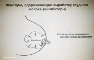 Что нужно есть чтобы грудного молока было много