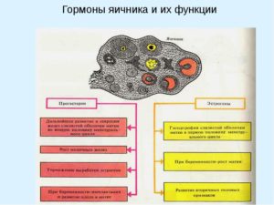 В яичниках вырабатываются гормоны