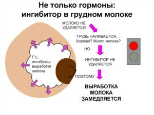 Почему молоко приходит только в одну молочную железу